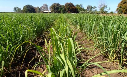 Researchers say the breakthrough marks the start of the genomic revolution for sugarcane. Image, QAAFI. Sugarcane crop with trees and house in background under blue sky.